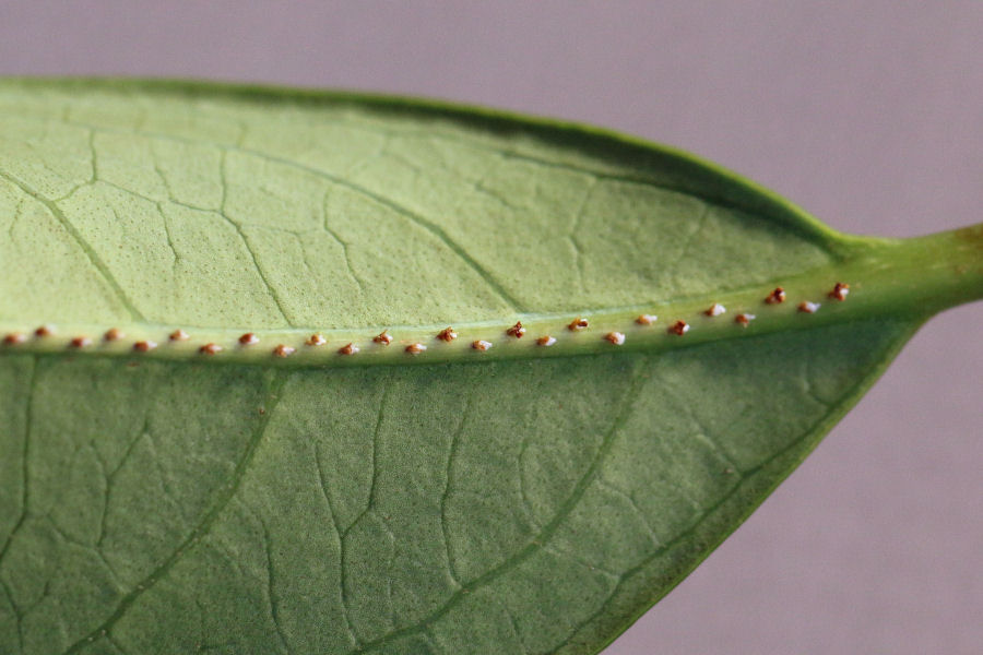 Ricania speculum del Bolognese